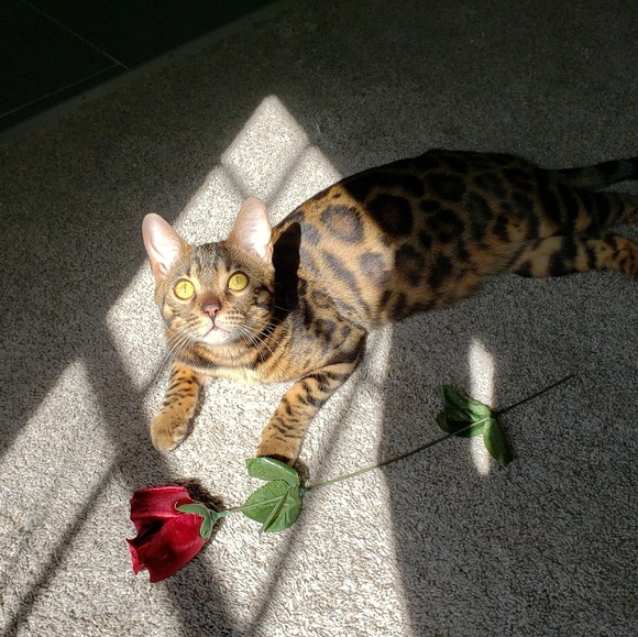 😻 "Like" Bookmark my page here 😻 - Picture 5 of 8